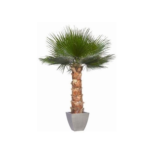 稳定園藝植物 - WASHINGTONIA - Végétal Indoor - 棕榈树 / 大型 / 室内