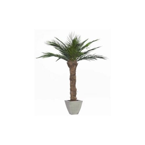 稳定園藝植物 - PHOENIX - Végétal Indoor - 棕榈树 / 大型 / 室内