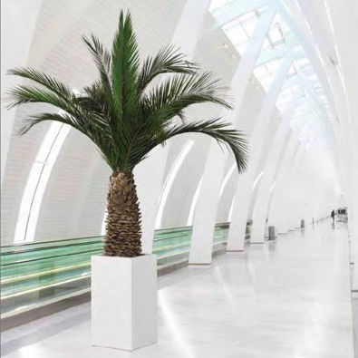 稳定園藝植物 - PHOENIX ANANAS - Végétal Indoor - 棕榈树 / 大型 / 室内