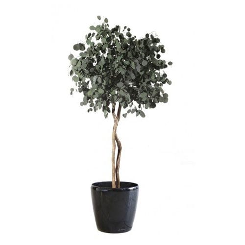 稳定園藝植物 - POPULUS SUR TIGE - Végétal Indoor - 桉木 / 大型 / 室内