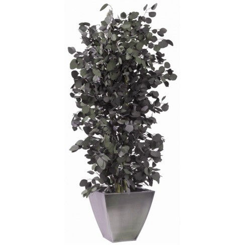 稳定園藝植物 - POPULUS - Végétal Indoor - 桉木 / 大型 / 室内
