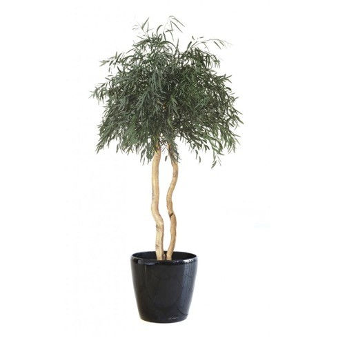 稳定園藝植物 - NICOLY SUR TIGE - Végétal Indoor - 桉木 / 大型 / 室内