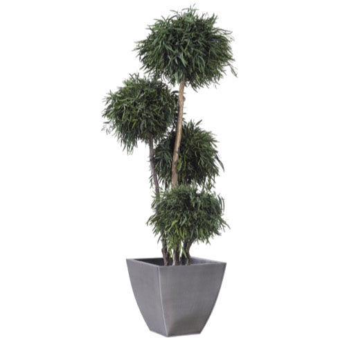 稳定園藝植物 - NICOLY - Végétal Indoor - 大型 / 室内