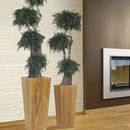稳定園藝植物 - THUYA - Végétal Indoor - 盆栽 / 小尺寸 / 室内