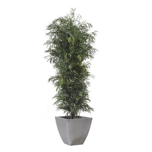 稳定園藝植物 - NICOLY - Végétal Indoor - 桉木 / 大型 / 室内