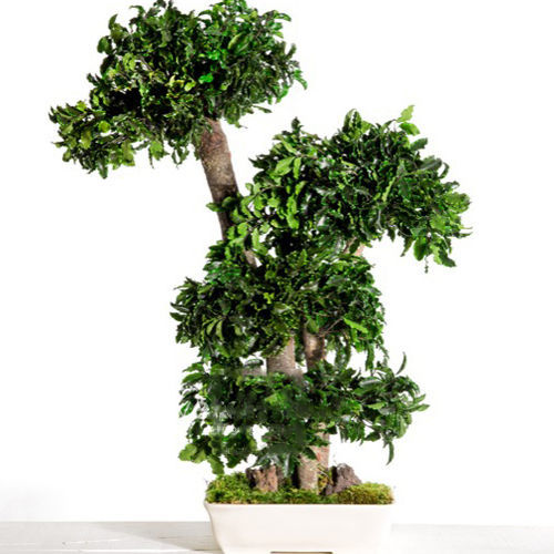 稳定園藝植物 - PITTOSPORUM - Végétal Indoor - 盆栽 / 中型 / 用于室内