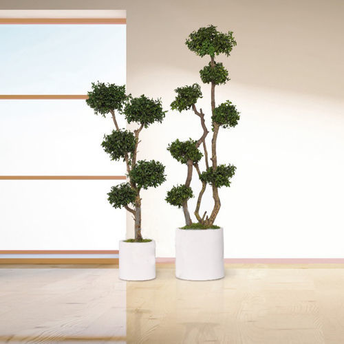 稳定園藝植物 - TOPIAIRE PITTOSPORUM - Végétal Indoor - 大型 / 用于室内