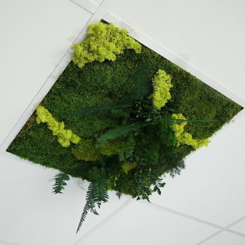 PET吊顶 - Verde - Végétal Indoor - 方砖 / 室内 / 声学