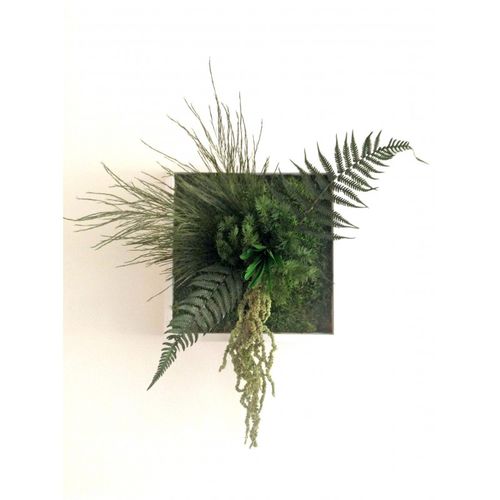 稳定植物画框 - NIWA - PLANTE STABILISEE - 苔藓 / 树叶 / 室内