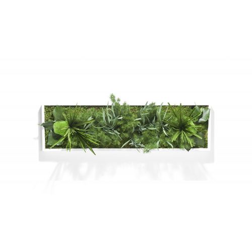 稳定植物画框 - HAKONIWO - PLANTE STABILISEE - 苔藓 / 树叶 / 室内