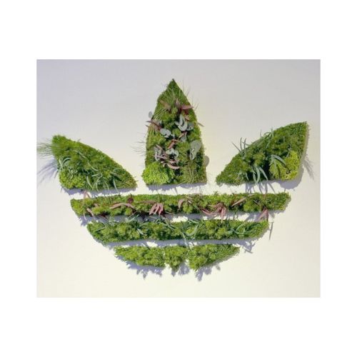 稳定植物画框 - STABILIZED LOGO - PLANTE STABILISEE - 天然 / 永生苔藓 / 花卉