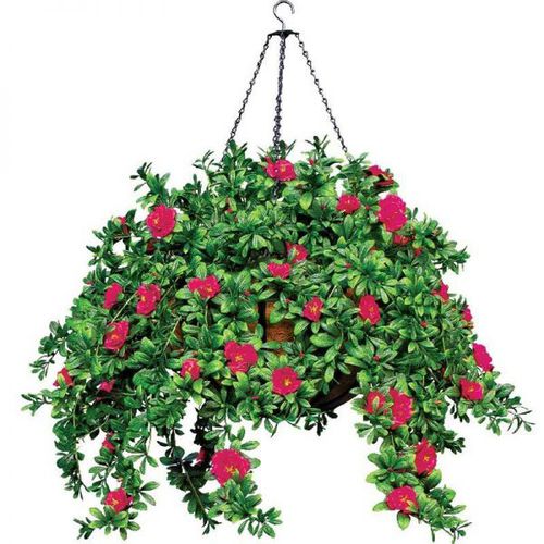 锻铁园艺花盆 - AZALEA - PLANTERS UNLIMITED - 椰子 / 悬挂式 / 圆形