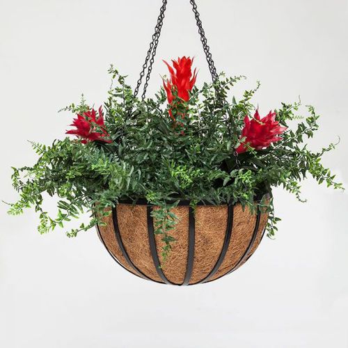 钢园艺花盆 - BROMELIAD - PLANTERS UNLIMITED - 椰子 / 悬挂式 / 圆形