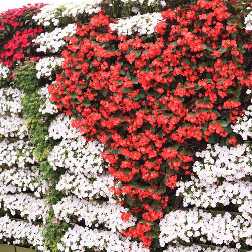 活植物绿植墙 - BEGONIAS & SUNPATIENS  - LiveWall - 天然 / 户外