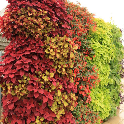 活植物垂直花园 - COLORFUL - LiveWall - 天然 / 户外