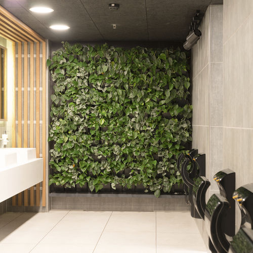 稳定绿植墙 - CINEMAXX - Natural Greenwalls - 活植物 / 天然 / 室内