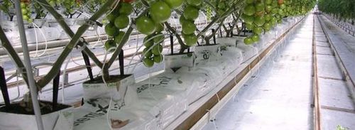 椰树纤维栽培基质 - GROWBAG - Pelemix Ltd - 袋装