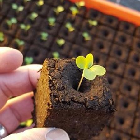 泥炭栽培基质 - ECO GLUE - FLORAGARD Vertribs-GmbH - 散装 / 细粒