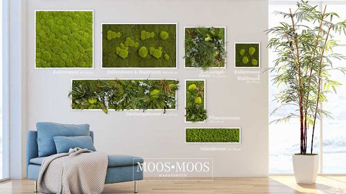 稳定绿植墙 - IMAGE - MOOS MOOS MANUFAKTUR - 模块化板 / 天然 / 苔藓
