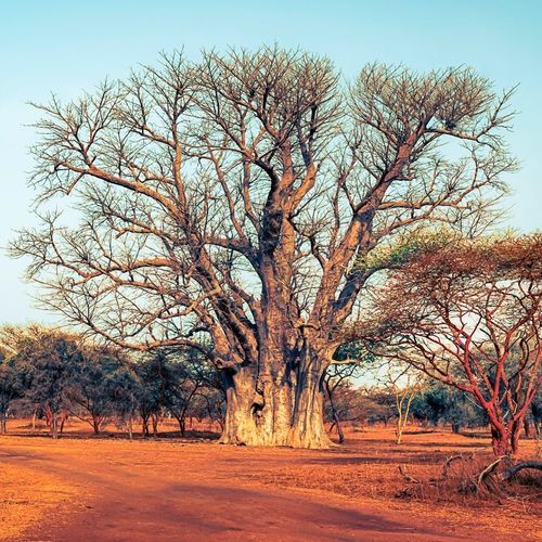 照片墙纸 - Afrique Baobab sacré - MuralConcept - 现代风格 / 无纺布 / 自然图案