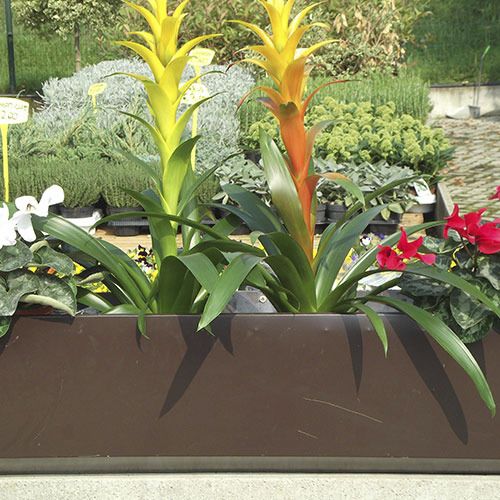 塑料花坛 - BIO-FLOWERPOTS  - ecohousesystem - 长方形 / 圆形 / 防紫外线