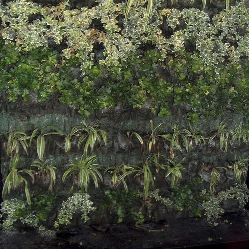 活植物绿植墙 - VERTICAL GARDENS  - ecohousesystem - 模块化板 / 天然 / 花卉