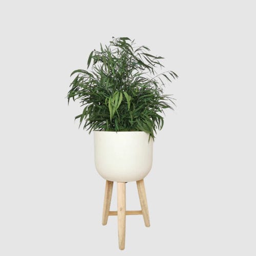 稳定園藝植物 - NICOLY 70 - naturall green - 桉木 / 中型 / 室内