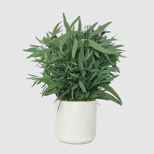 稳定園藝植物 - NICOLY 30  - naturall green - 桉木 / 中型 / 室内