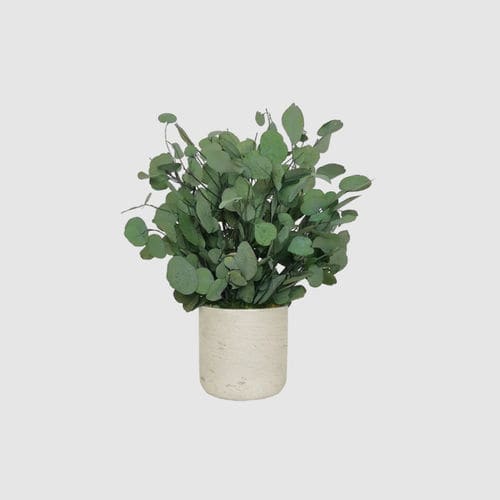 稳定園藝植物 - POPULUS 30 - naturall green - 桉木 / 小尺寸 / 室内