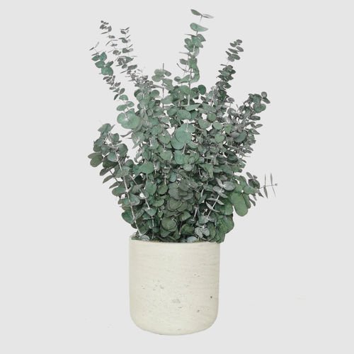 稳定園藝植物 - BABY 30  - naturall green - 桉木 / 小尺寸 / 室内