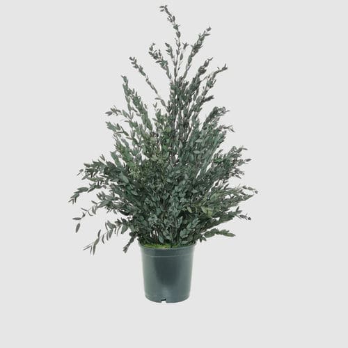 稳定園藝植物 - PARVIFOLIA 70 - naturall green - 桉木 / 中型 / 室内