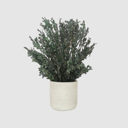 稳定園藝植物 - PARVIFOLIA 30 - naturall green - 桉木 / 小尺寸 / 室内