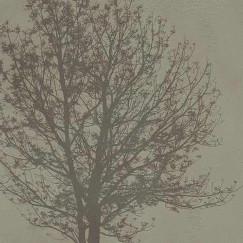 现代风格墙纸 - A Tree - SPAGHETTIWALL - 纤维素纤维 / 无纺布 / 自然图案