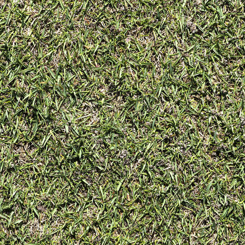 天然草坪 - Zoysia L1F - Novogreen - 卷式 / 用于运动场 / 用于花园