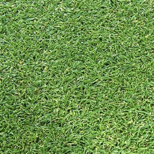 天然草坪 - AGROSTIS L93 - Novogreen - 卷式 / 用于运动场 / 用于足球场