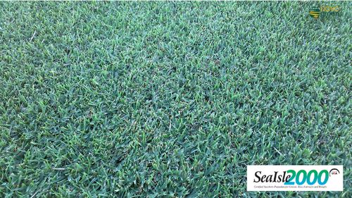 天然草坪 - Paspalum Sealsle 2000 - Novogreen - 卷式 / 用于运动场 / 用于花园