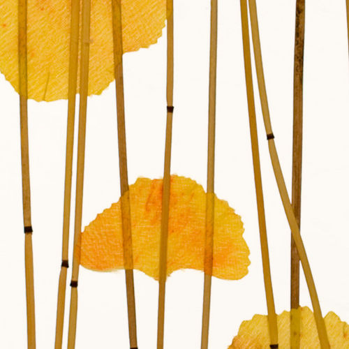 室内装潢板 - GINKGO REED - Lumicor - 树脂 / 光滑 / 半透明