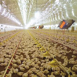 墙面红外取暖器 - POULTRY - SBM - 天花板 / 燃气 / 商用