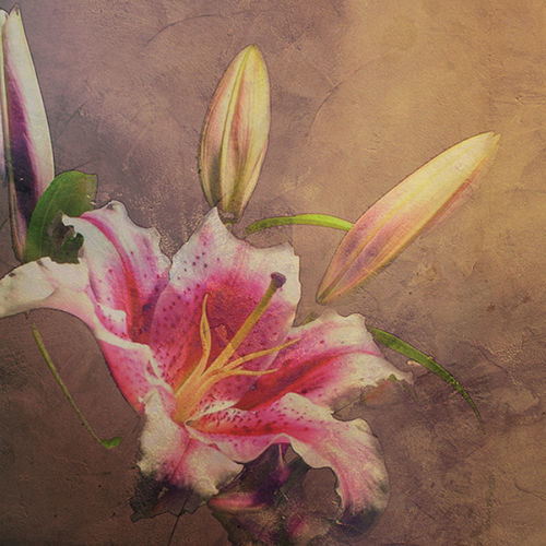 现代风格墙纸 - AMARYLLIS - Tonin Casa - 印花 / 棕色 / 客厅