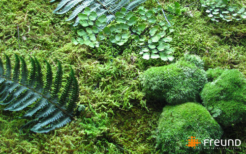 稳定绿植墙 - GREENWOOD - WALD MOOS / FOREST MOSS / MOUSSE DE FOR&Ecirc;T - Freund GmbH - 室内