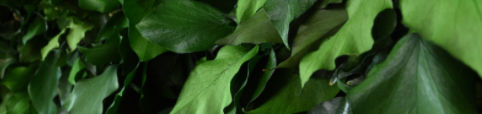 稳定绿植墙 - SURFACE IVY - meamea - 定制 / 苔藓 / 永生苔藓