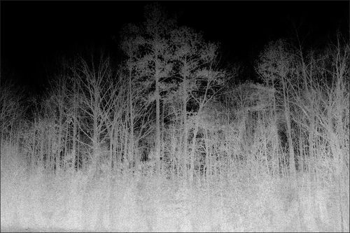 现代风格地毯 - BLAIRWITCH 1  - VIDAME EDITIONS - 图案 / 聚酰胺 / 长方形