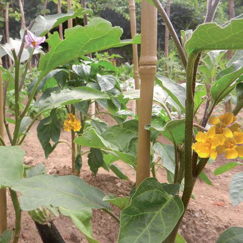 塑料植物支架 - BAMBOO UP - Tenax UK Ltd  - 桩 / 农用