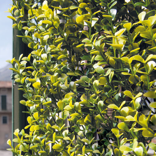 盖板挡板 - DIVY BUXUS - Tenax UK Ltd  - 聚乙烯 / 模块化 / 3D