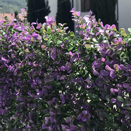 盖板挡板 - DIVY BUXUS LILAC - Tenax UK Ltd  - 聚乙烯 / 模块化 / 3D
