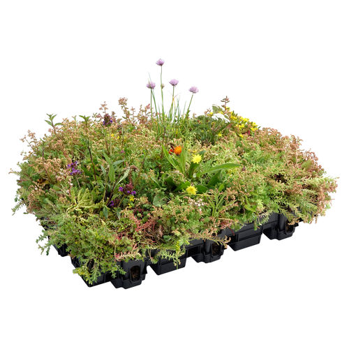 聚丙烯植被屋顶套件 - HYDROPACK® - LE PRIEURE - 外延