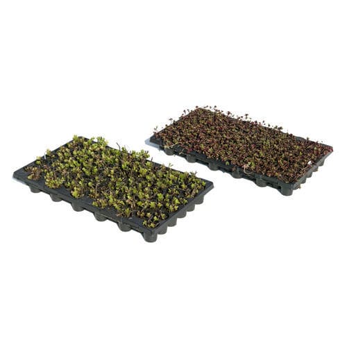 塑料植被屋顶套件 - I.D.® PLUG PLANTS   - LE PRIEURE - 外延