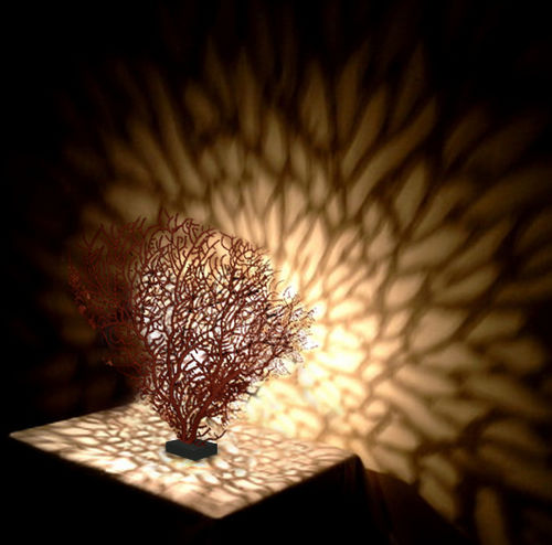 台灯 - CORAL - BOHEME DESIGN - 金属 / 原创设计 / 有线