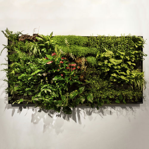 活植物植物画框 - 2M2 - GREENWORKS SWEDEN - 天然 / 室内 / 壁挂式