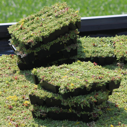 外延植被屋顶 - ECCOSEDUM - ECCO PRODUCTS - 平屋顶 / 密封 / 坡度2%-20%